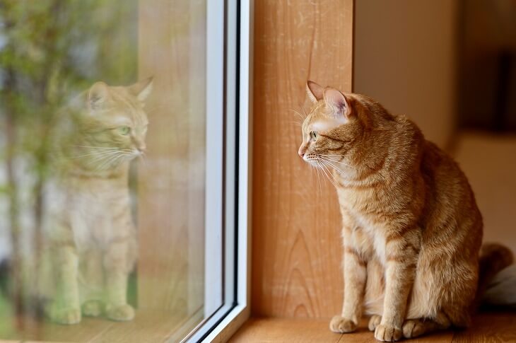 猫は「室内飼い」が推奨されている