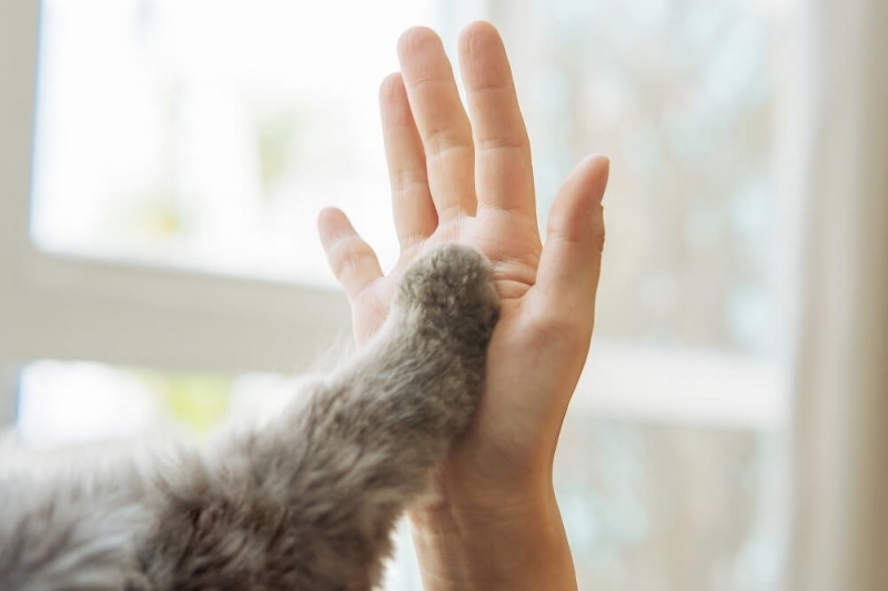 猫と快適に暮らすためのリノベーションとは?賃貸物件でも取り入れられるアイデアを紹介 猫と快適に暮らすためのリノベーションとは?賃貸物件でも取り入れられるアイデアを紹介