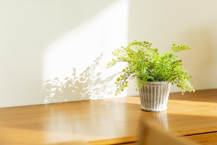玄関に飾る観葉植物の選び方 日陰でも枯らさないコツを紹介 Logrenove ログリノベ